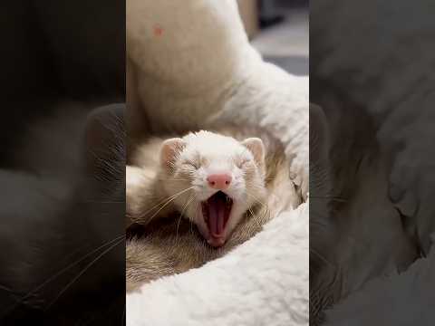 Why Are Ferrets So Cute? 🥰 | Ferret Facts #shorts