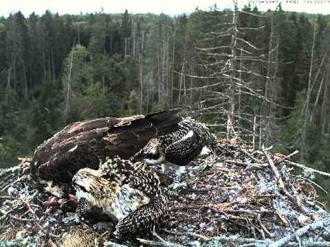 vlc record 2013 07 25 17h30m48s kalakotkas2 DH KaidoEatsAllTime DK KaariGetsFood DJ KennoWingersizes