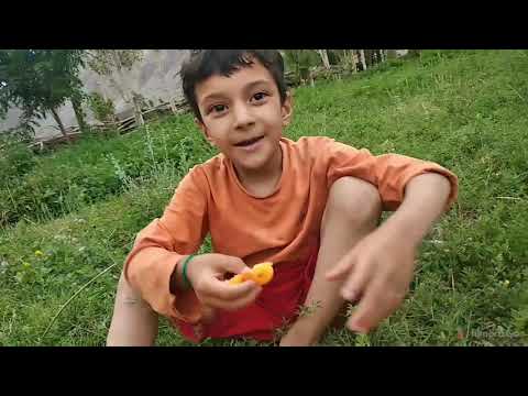 Apricot| Chuli Halman| Mar Gholam | Dry Aproicots 🍑| fruit| Kargil Ladakh | Hakima Banoo Ali| Nono