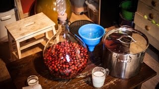 Wino z Dzikiej Róży cz.1