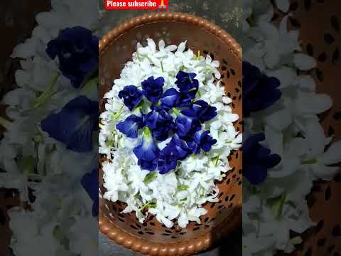 Crape Jasmine & Butterfly Pea Flower Garland || Tagara aparajita phula mala 🌼🌼🌼