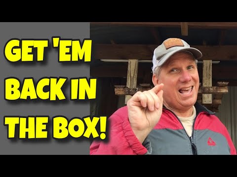 STOP CHICKENS LAYING ON THE GROUND ➖ GET 'EM BACK IN THE BOX!