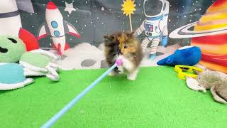 サイベリアンの動画01