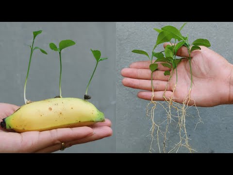 Let s grow bitter melon for your family this way it s very fruity and easy to make