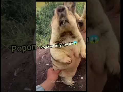 Beni Elleme Diyen Sinirli Kunduz
