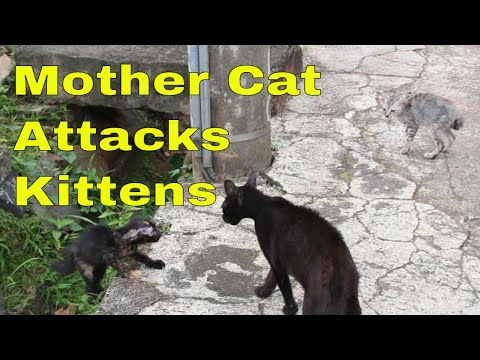 The stray mother cat brutally attacks the two orphaned kittens she encounters