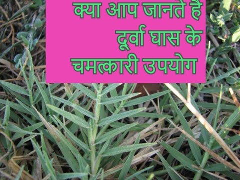 दूर्वा के चमत्कारिक औषधीय गुण/cynodon dactylon medicinal uses/indian ayurveda channel Video