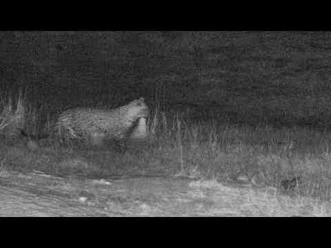 Djuma: Hosana catches another Duiker LIVE on cam - 01:11 - 07/31/18