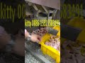 Semi automatic chicken wing cutting machine chicken wing separating machine