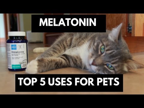 Melatonin: Top 5 Uses For Dogs and Cats