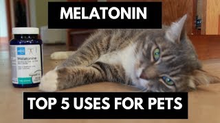 Melatonin: Top 5 Uses For Dogs and Cats