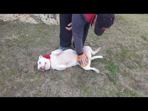 Mona, an adopted Staffordshire Bull Terrier & Cattle Dog Mix in Lytle, TX_image-1