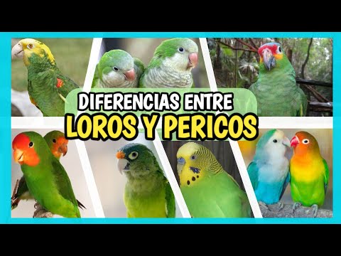 DIFERENCIA entre LORO y PERICO | Cómo distinguirlos ¿Es lo mismo?