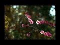 Acker Bilk - My Way