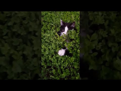 Here's a bush full of kittens playing peekaboo.