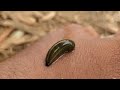 Land Leech Timelapse