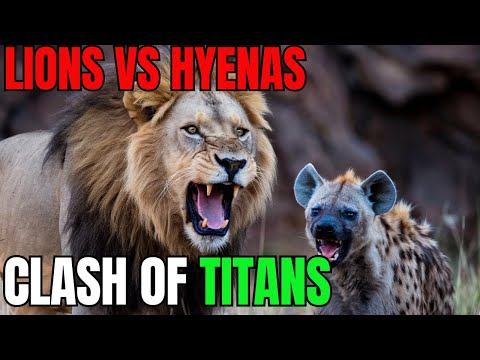 Explorez le choc des titans : lions contre hyènes, une lutte pour le territoire