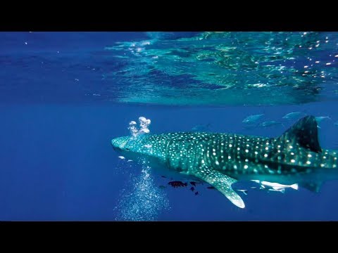 Walhai beim Tauchgang im Roten Meer