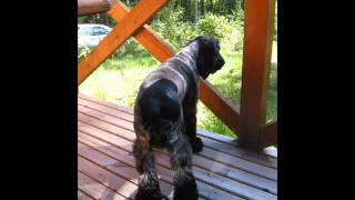 SCRAPPLE FROM THE APPLE.wmv