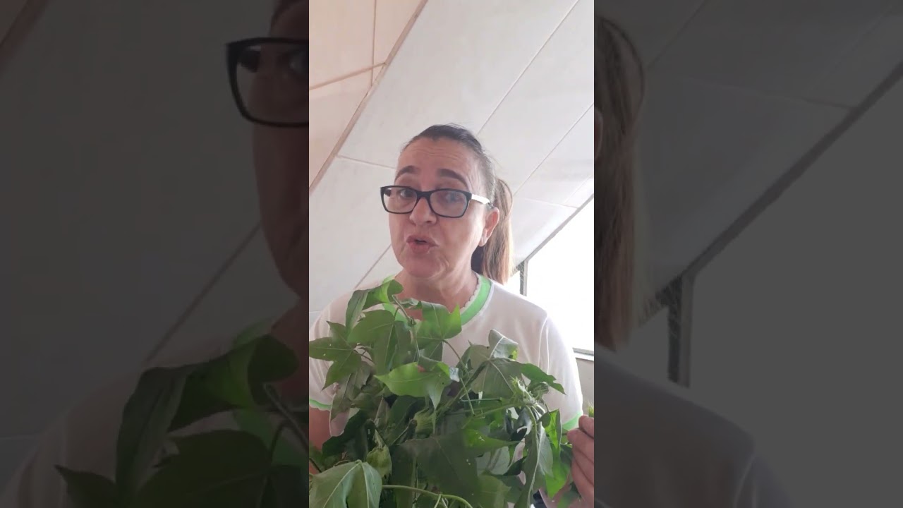 CHÁ DE FOLHAS DE ALGODÃO. É antibiótico e cicatrizante.