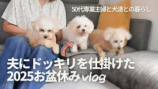 50代専業主婦と3匹の犬との暮らし / 子犬のお迎え / お盆休みの様子 / 多頭飼い / トイプードル / ビションフリーゼ