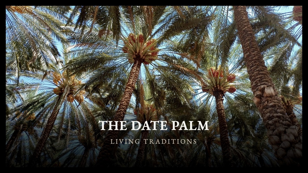 A frame from the film The Date Palm: Living Traditions