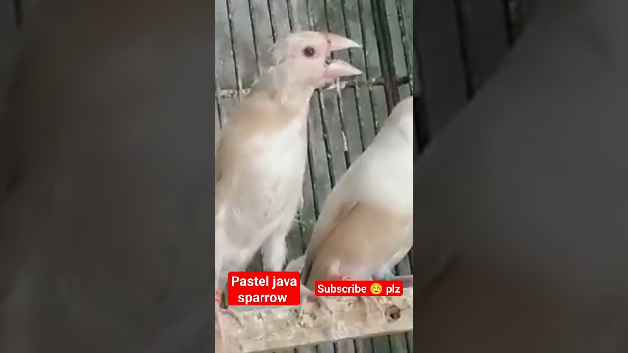 pastel java sparrow #birds #bird #javasparrow #sparrow #finch#fyp #fyp