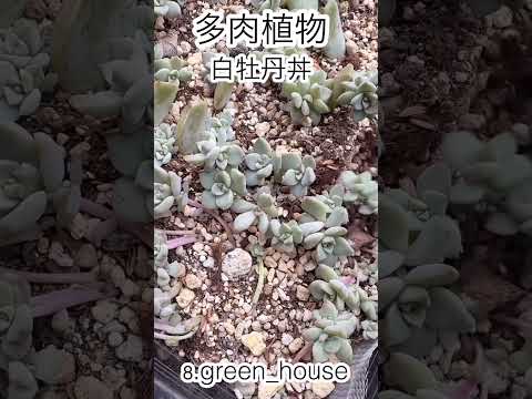 庭や鉢植えで育てられる銀色の葉を持つ観葉植物 – 8品種  庭園