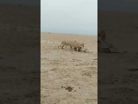 lion hunting