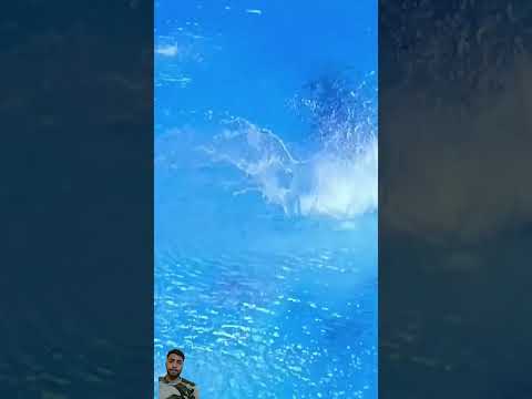 Lovely platform diving - Ingrid Oliveira (Brazil)