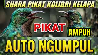 Download lagu Suara pikat Kolibri kelapa paling ampuh, pikat wiceh ribut anti zonk, buat burung susah turun mp3 Download lagu Suara pikat Kolibri kelapa paling ampuh, pikat wiceh ribut anti zonk, buat burung susah turun mp3