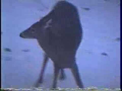 Deer in yard, Weston, MA - Wentworth 051