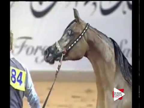 N.84 AL ARYAM SAMA - Ajman 2016 - Fillies 2 years old (Class 2B)