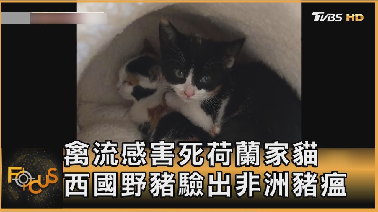 禽流感害死荷蘭家貓 西班牙野豬驗出非洲豬瘟