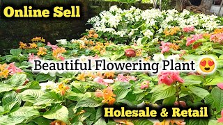 Beautiful Flowering🌼 Mussaenda Plant Online Sell 🌱|| Online Plants Seller || Home Delivery 🚚→India ←