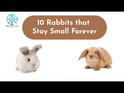 Smallest Rabbit Breeds : 10 Rabbits that Stay Small Forever  | Discover Info