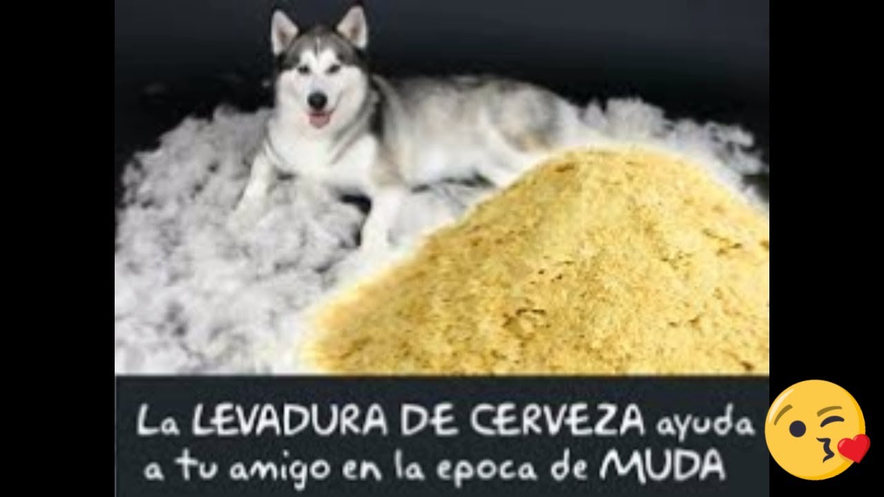 LEVADURA DE CERVEZA PARA PERROS Y SUS BENEFICIOS