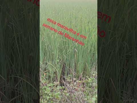 essa maravilha é em serrano do Maranhão