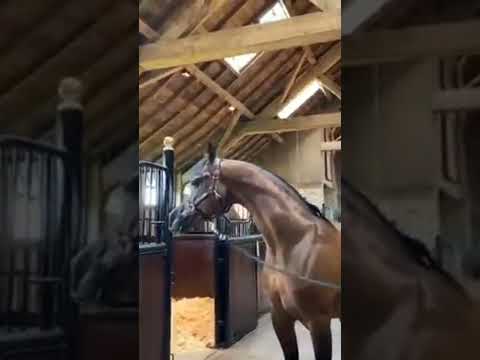 Qr marc. #shorts #animal #usa #belgium #india #horselover