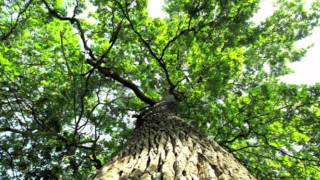 Firm In The Faith - A song by Jenny Phillips &amp; Tyler Castleton, sung by Hannah Jane