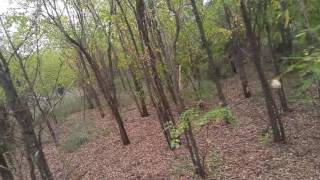 Something In The Trees, Looked Like A Dog Head, Maybe Just A Coyote?