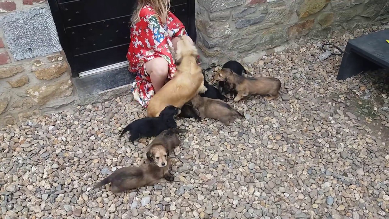 Tribu Shaday 2017, Teckel creme et black and cream