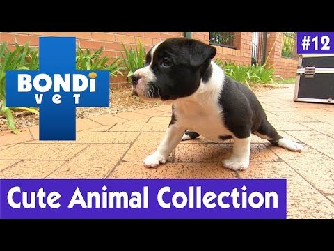 🐶 CUTE ANIMAL COLLECTION #12 | BONDI VET 🐘