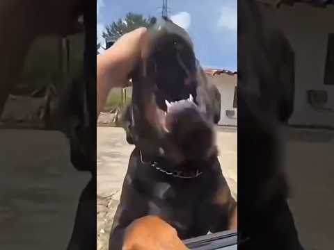A încercat să mângâie câinele, dar animalul a făcut ceva de neașteptat 😱😳