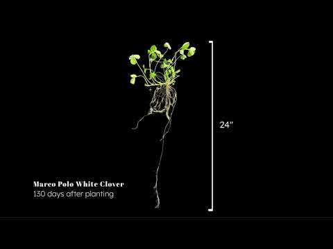 Marco Polo White Clover Timelapse