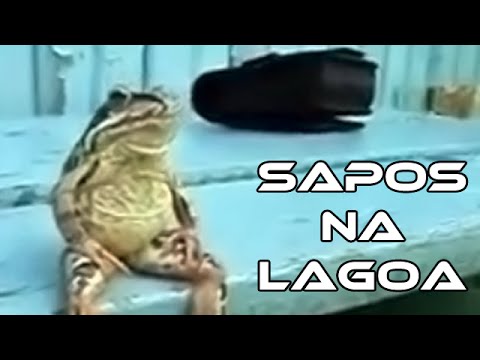 Sapos na lagoa