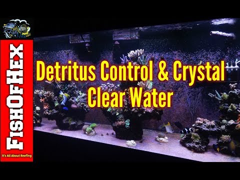Control Detritus And Have Crystal Clear Water In A Bare Bottom Tank