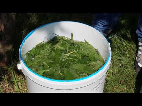 Brennesseljauche selber herstellen