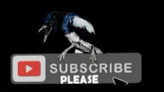 Download lagu Masteran Suara Burung Kapas Tembak Gacor Jernih pilihan Juri Senasional mp3 Download lagu Masteran Suara Burung Kapas Tembak Gacor Jernih pilihan Juri Senasional mp3