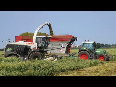 Claas Jaguar 980 Black - Trinciato Triticale 2018 - Agrotecnica Fraron